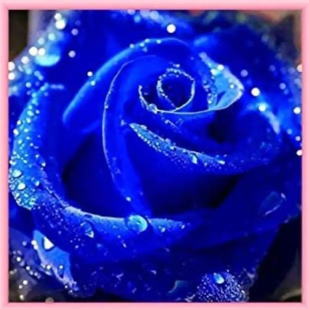 BLUE ROSE diamond painting!! - Picture 2 of 13
